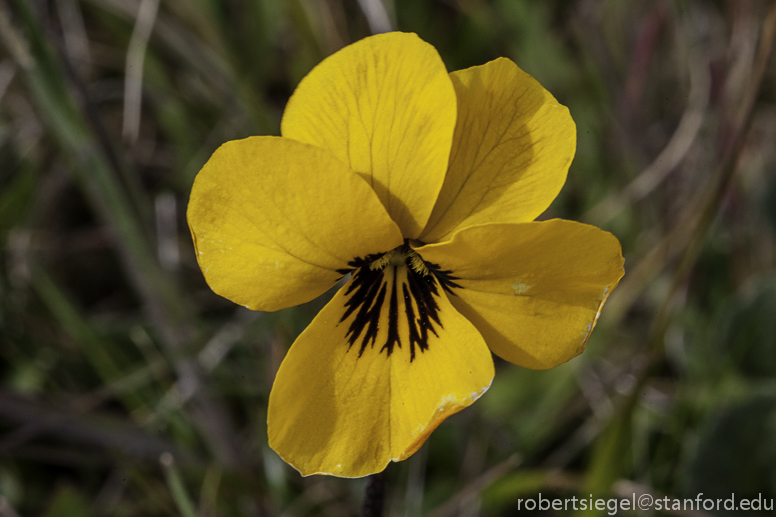 yellow violet